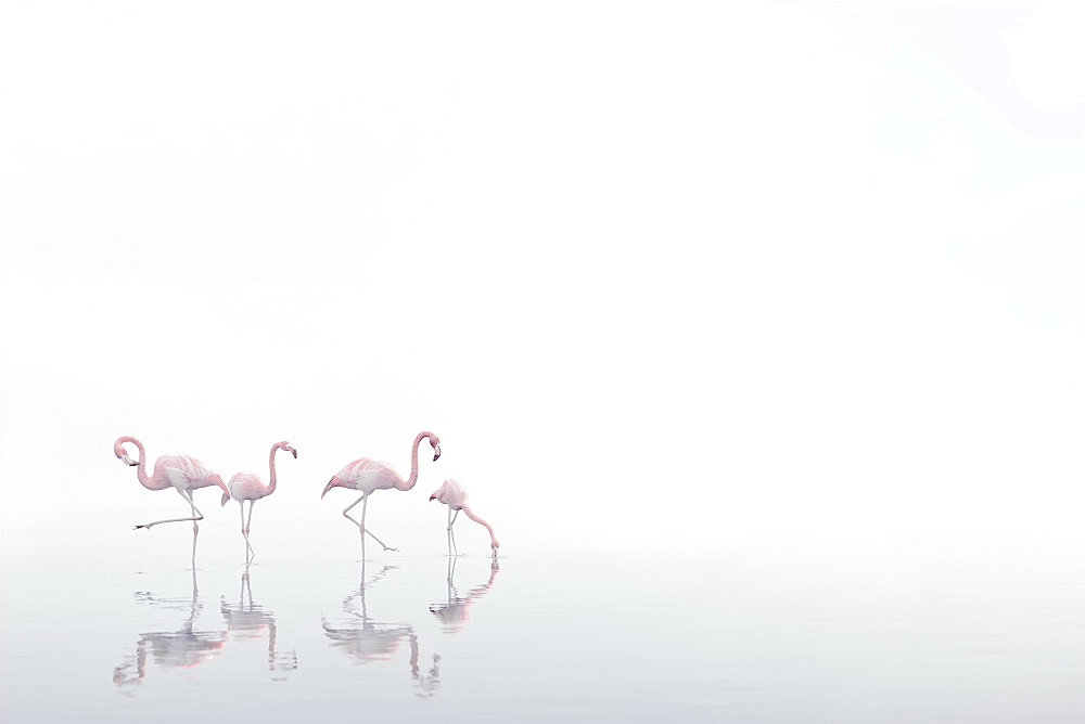 Flamingos wading in foggy water