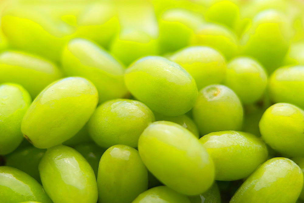 Pile of fresh wet green grapes