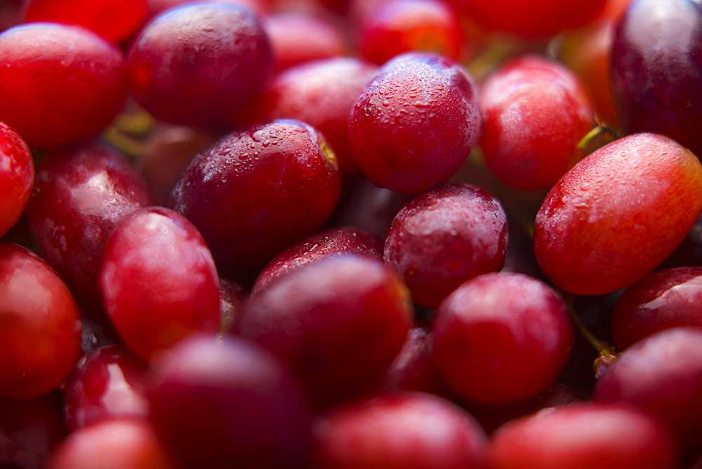 Pile of fresh wet purple grapes