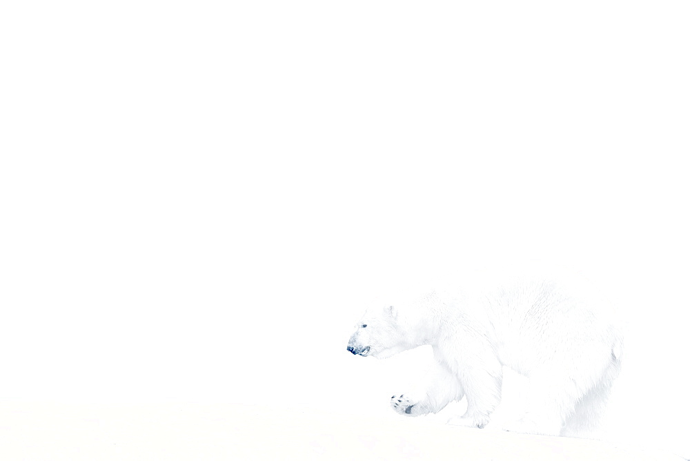 Polar bear walking on ice