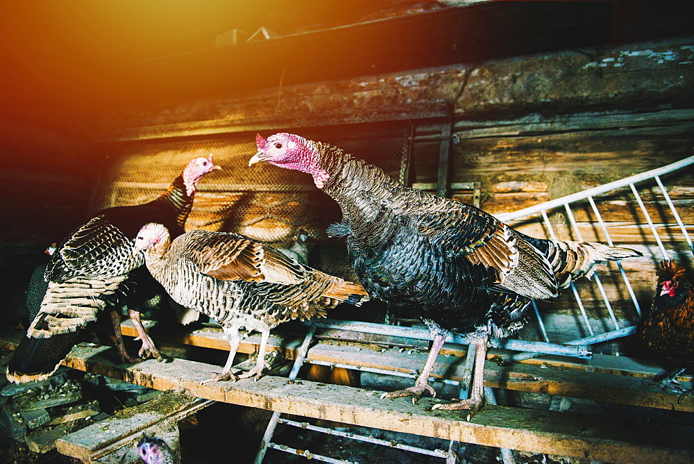 Turkeys standing on wooden board in coop