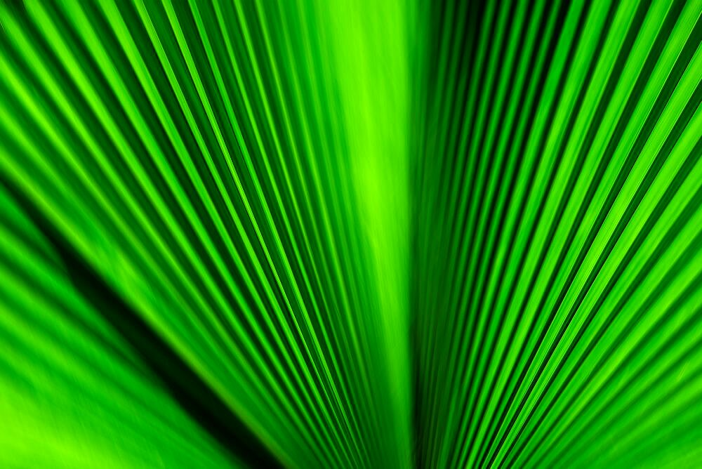 Close-up of green palm leaf