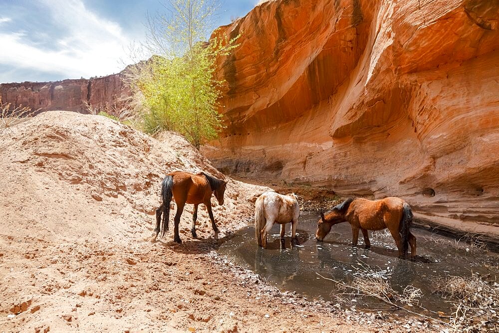 United States, Navajo Nation, Arizona, Chinle, Canyon De Chelly National Park, Wild horses drinking water from pond