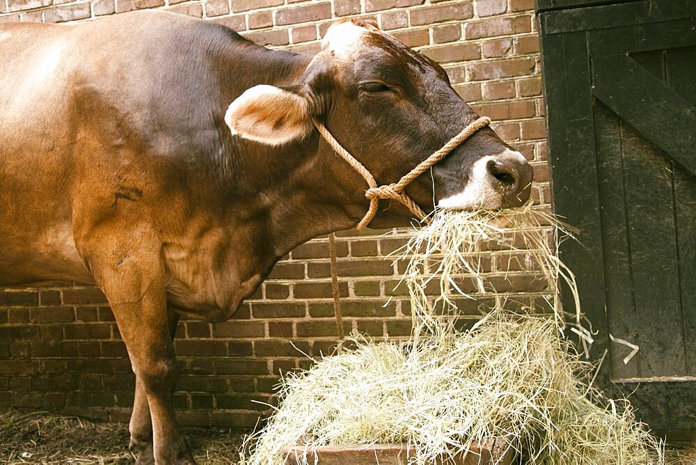 Cow eating hay