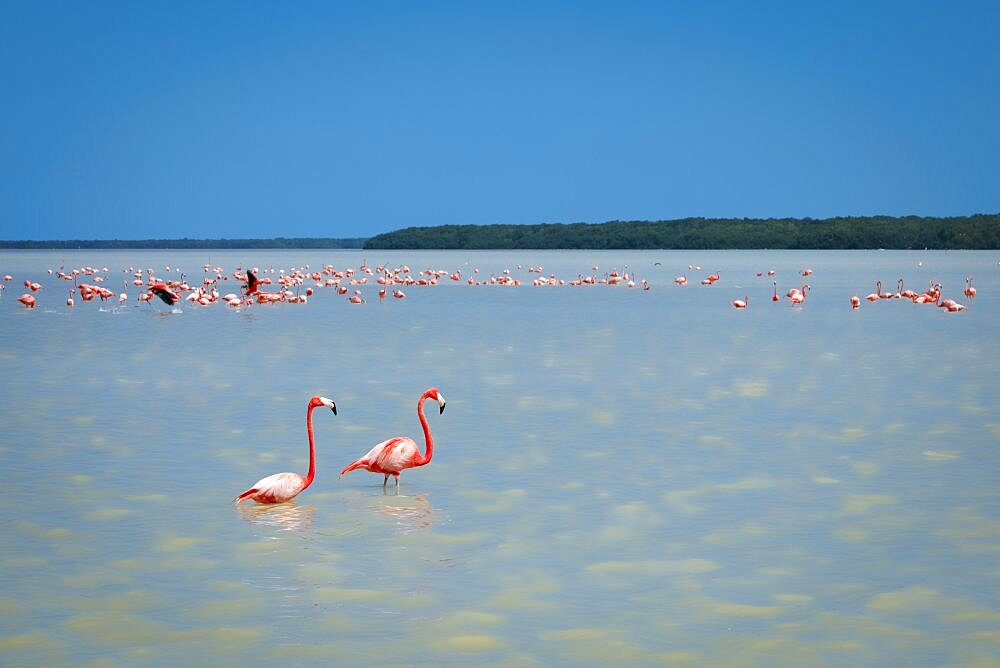 Mexico, Celestun, Pink flamingos wading in water at Reserva de la Biosfera Ria Celestun