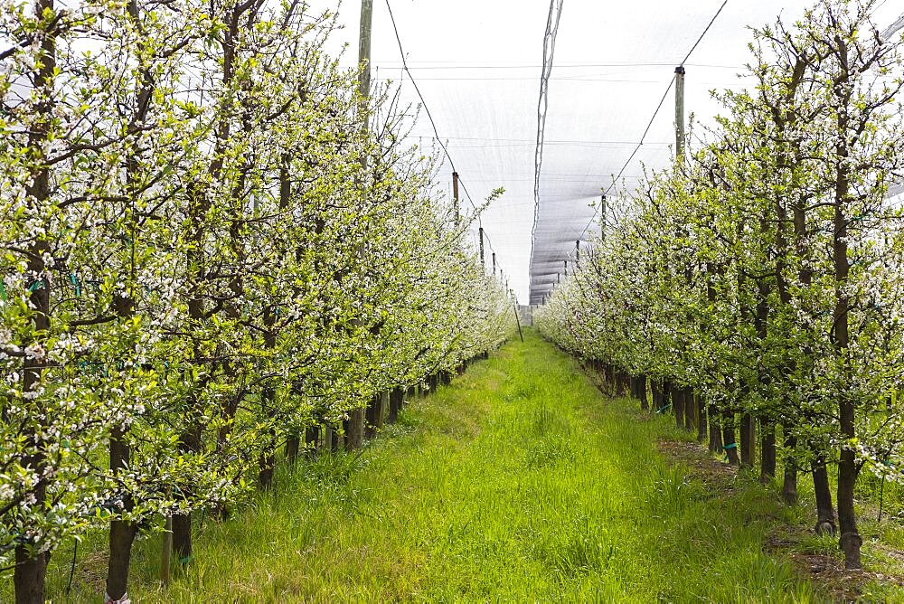 Rows of vines growing in vineyard