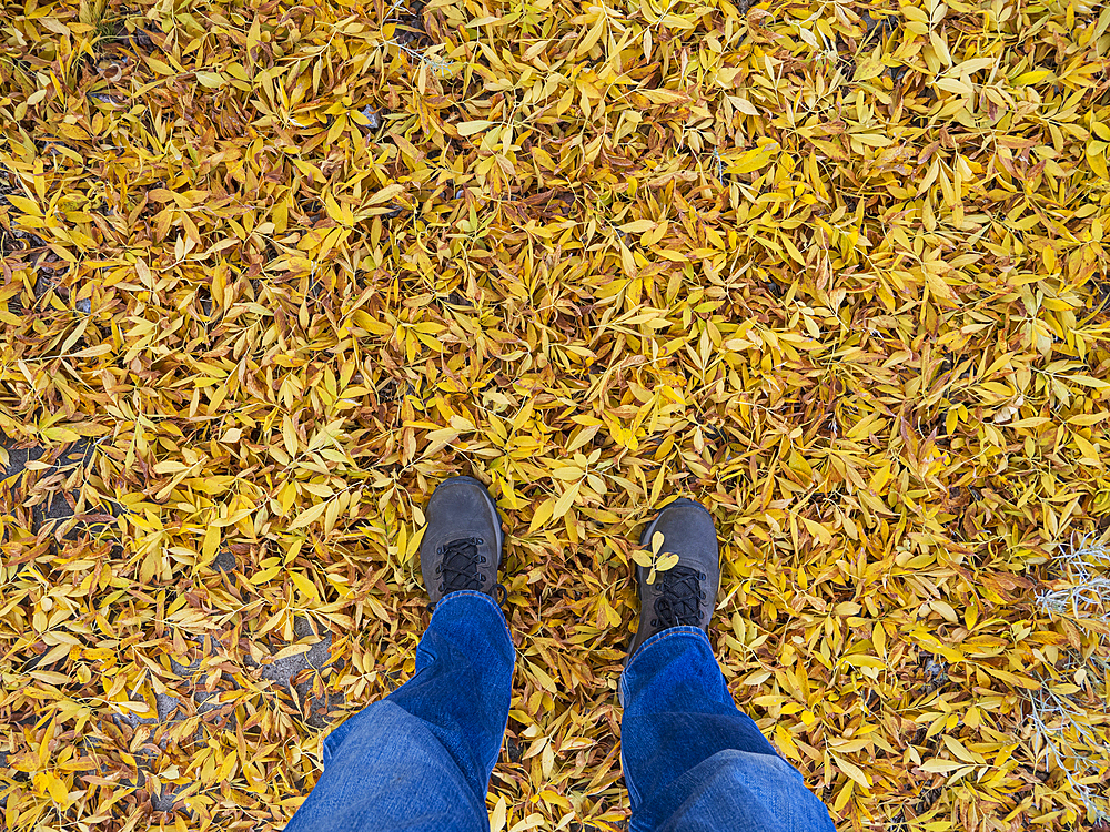 United States, New Mexico, Santa Fe, Man in blue jeans standing in fallen yellow leaves 