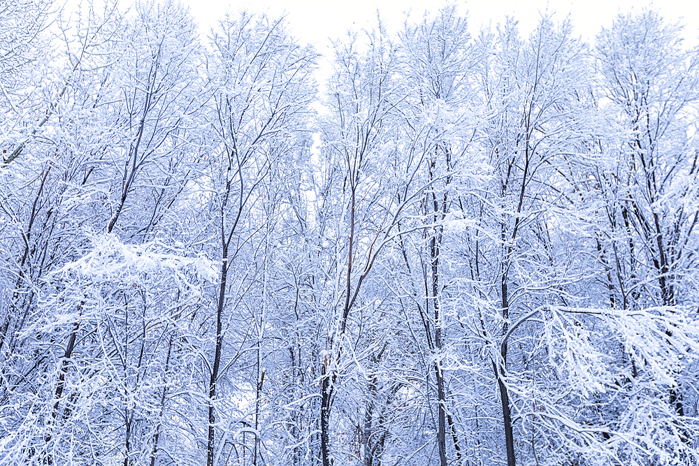 Trees covered with fresh snow