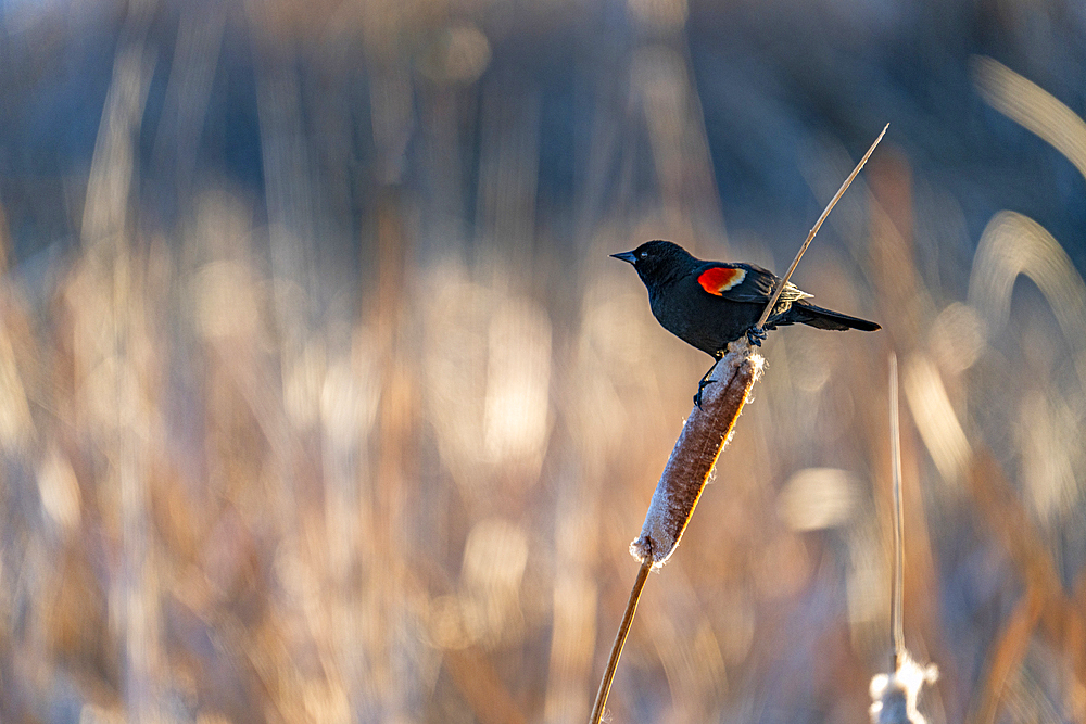 USA, Idaho, Bellevue, Red winged blackbird perching on cattail