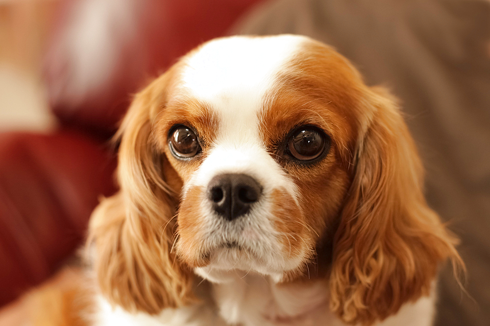 Cavalier King Charles spaniel looking at camera 