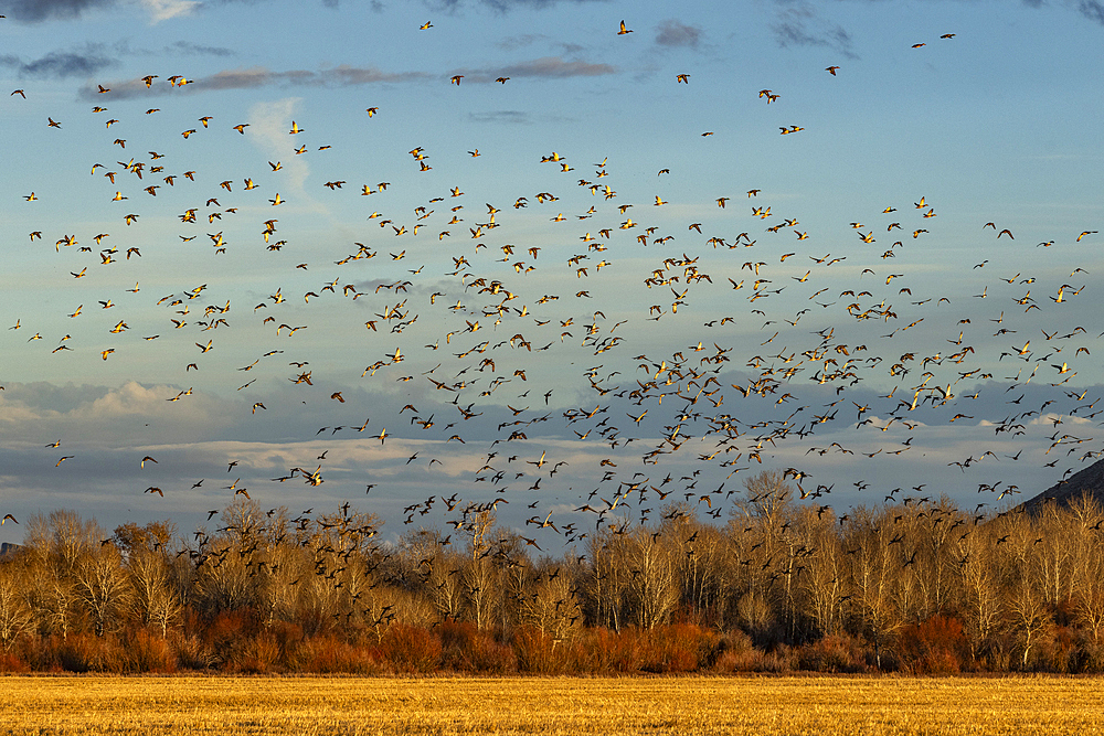 Flock of migrating mallard ducks flying over fields and trees at sunset