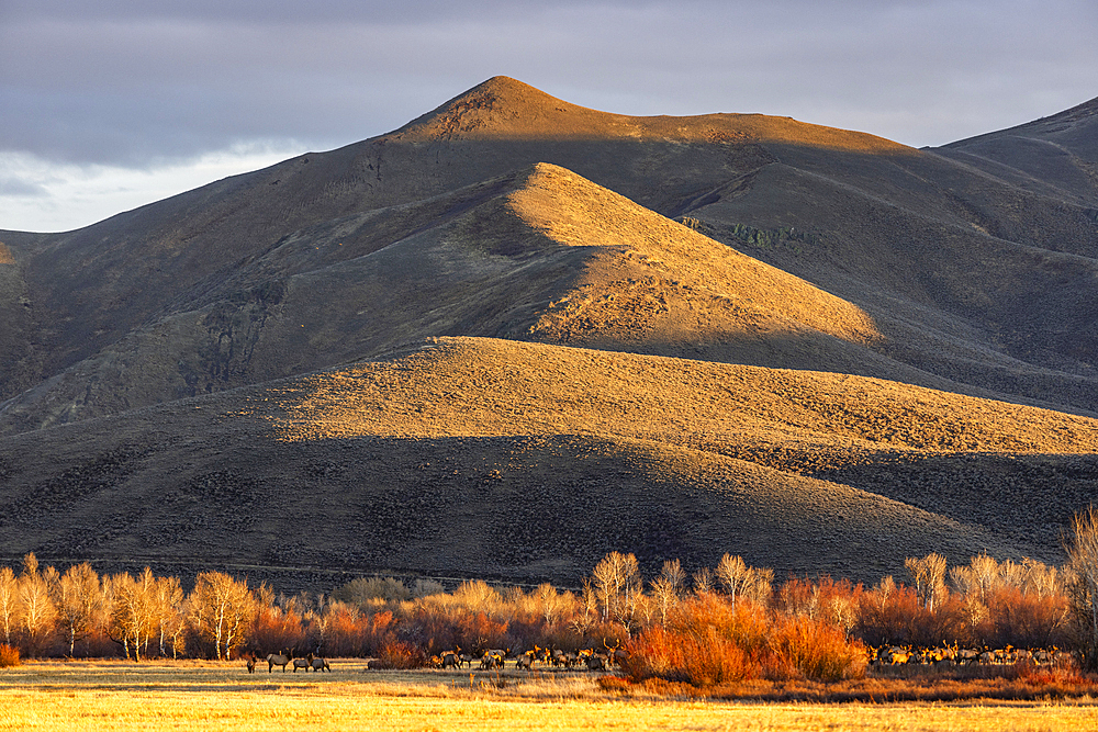 Herd of elks grazing in field at foothills at sunset