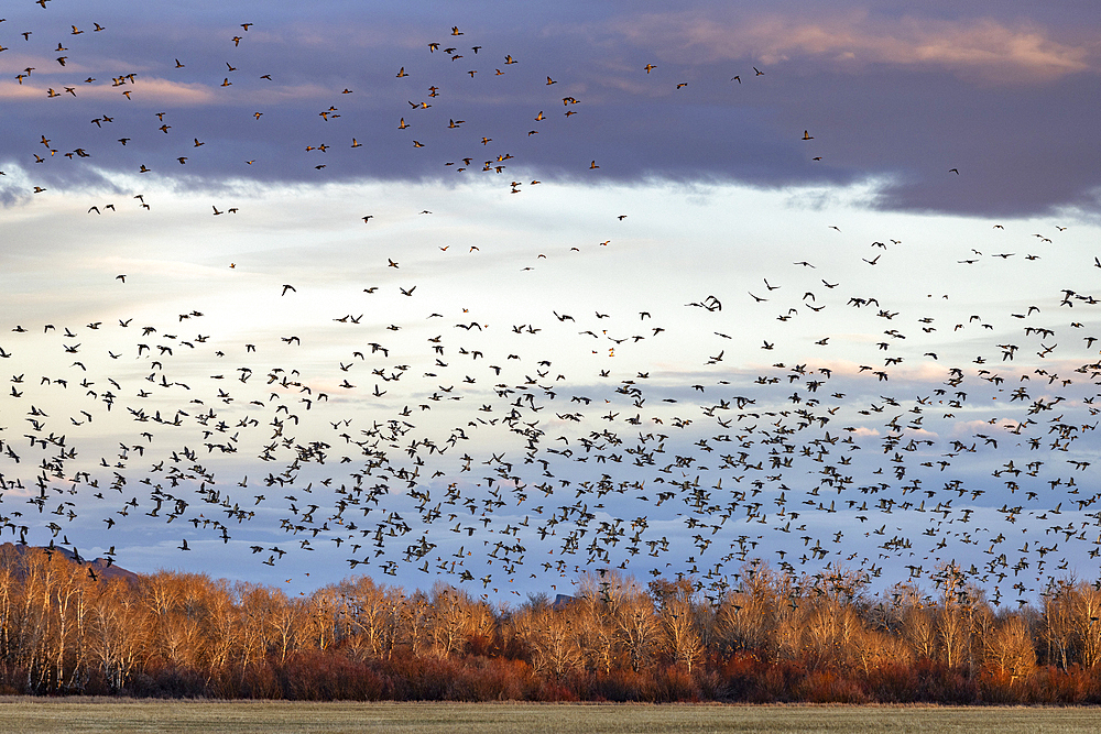 Flock of migrating mallard ducks flying over fields and trees at sunset