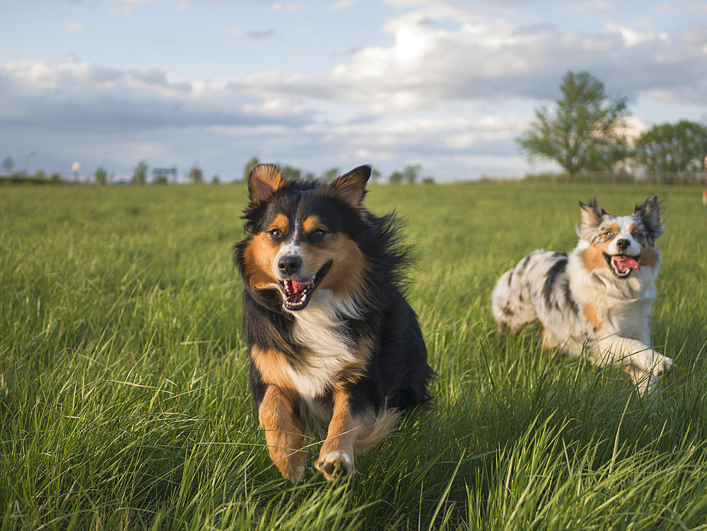 USA, Virginia, Blacksburg, Two Australian Shepherds running in grassy field