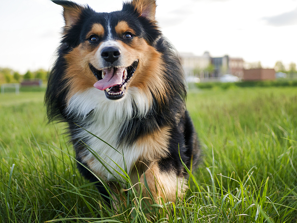 USA, Virginia, Blacksburg, Black Tri Australian Shepherd sitting in grassy field