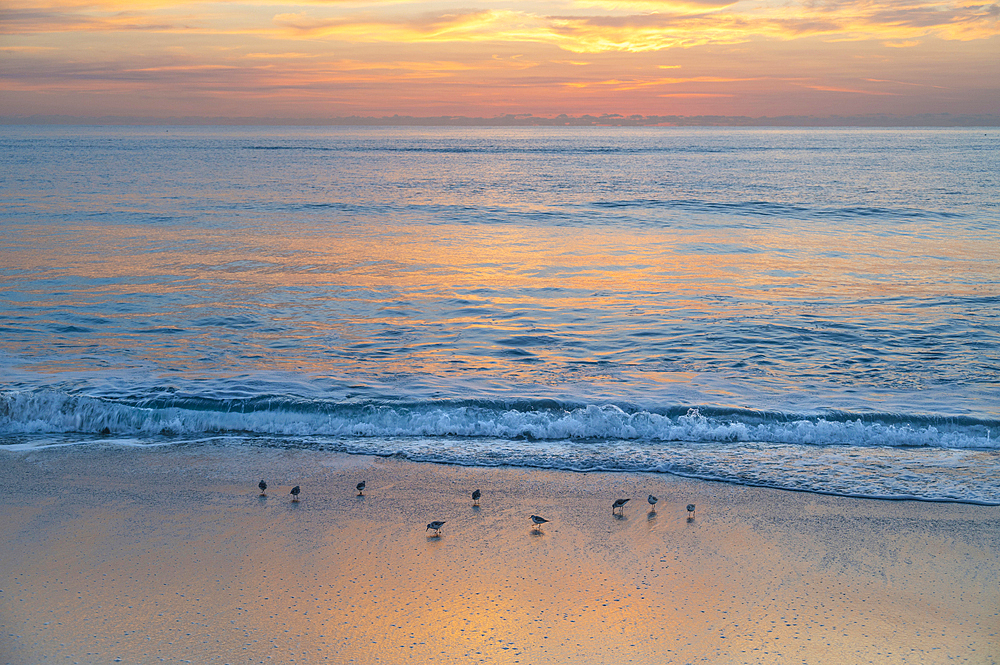 Sandpipers at sunrise on Boca Raton Beach