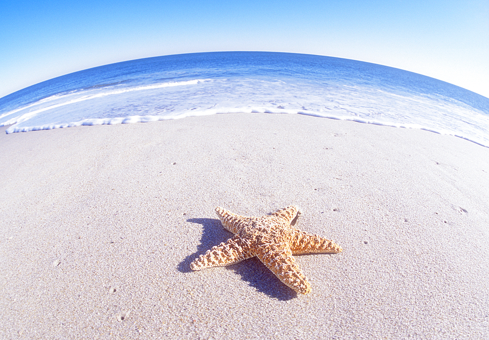 Starfish on sandy beach