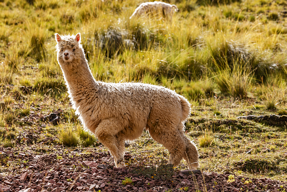 Alpaca on hillside near Rainbow Mountain