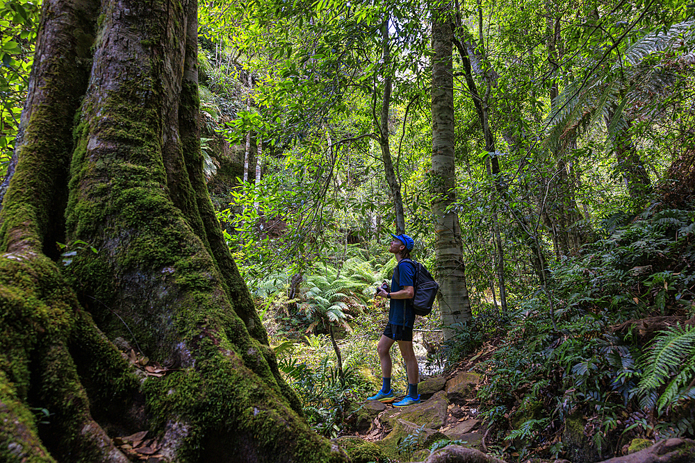 Young male hiker exploring Grand Canyon Blackheath, Blackheath, New South Wales, Australia