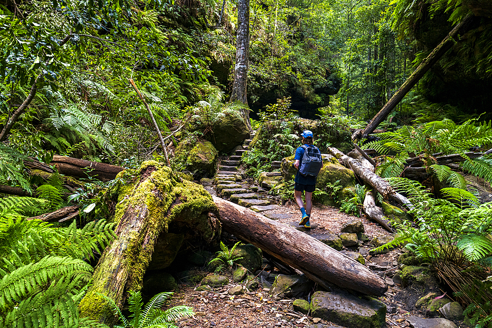 Rear view of young male hiker walking on stone path in Grand Canyon Blackheath, Blackheath, New South Wales, Australia