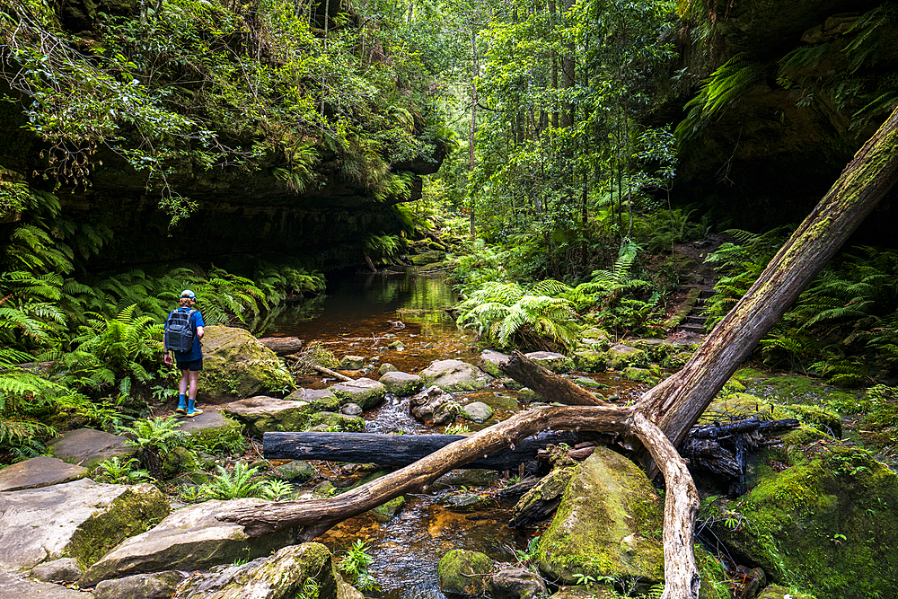 Rear view of young male hiker walking on stone path in Grand Canyon Blackheath, Blackheath, New South Wales, Australia