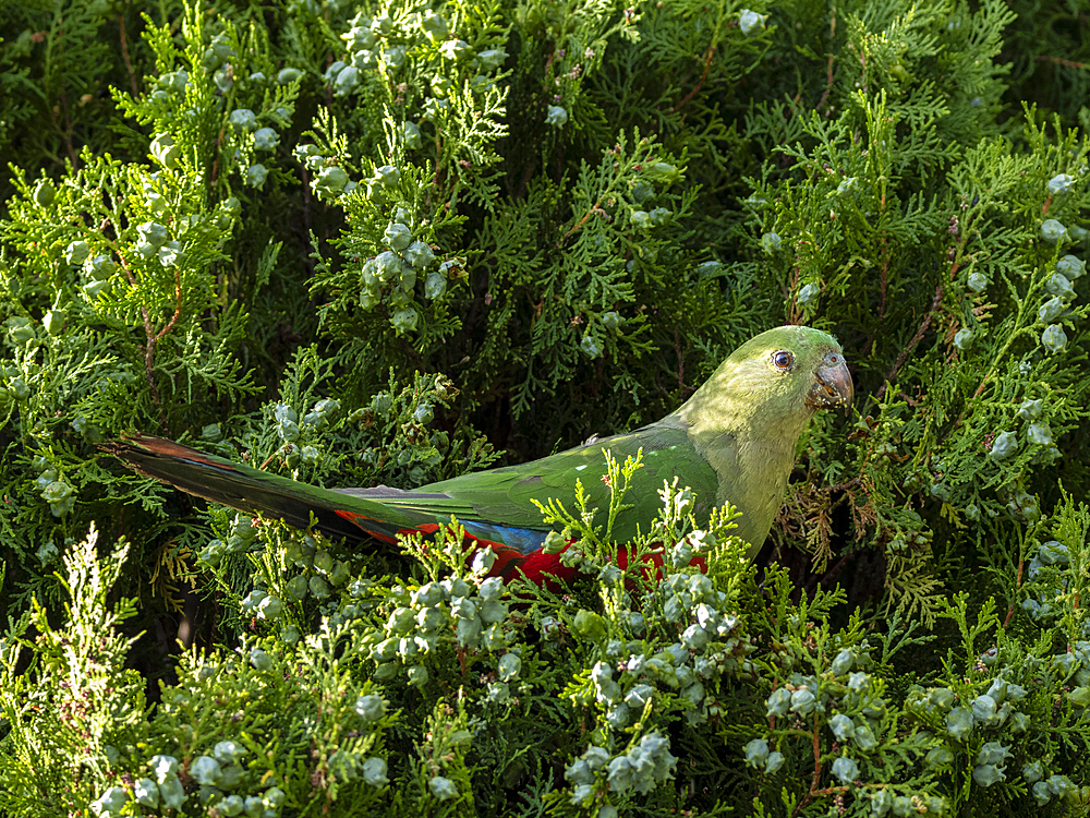 Female king parrot perching on Leyland cypress, Kandos, New South Wales, Australia