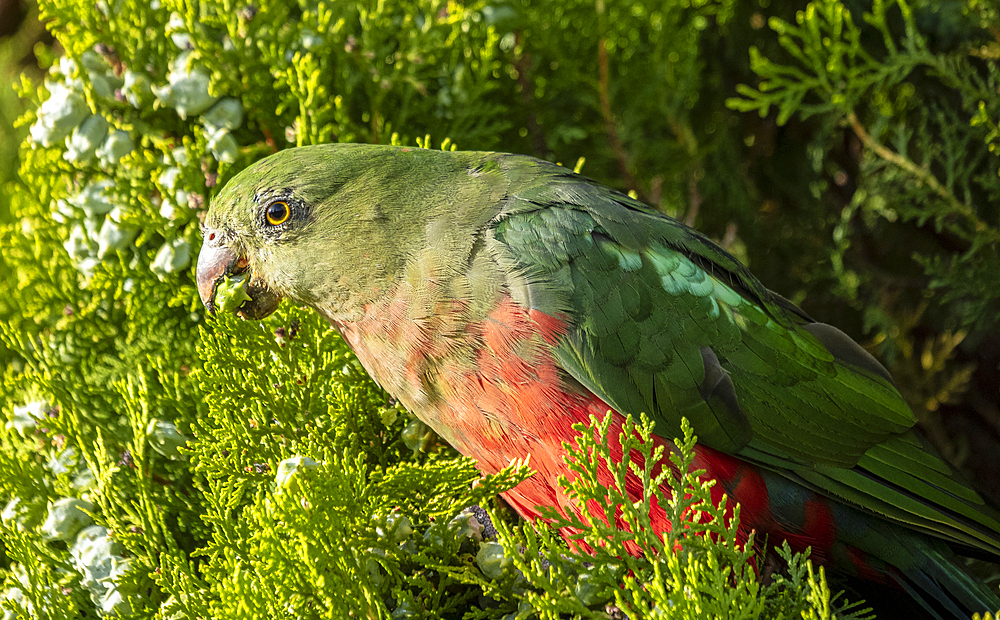 Female king parrot perching on Leyland cypress, Rylstone, New South Wales, Australia