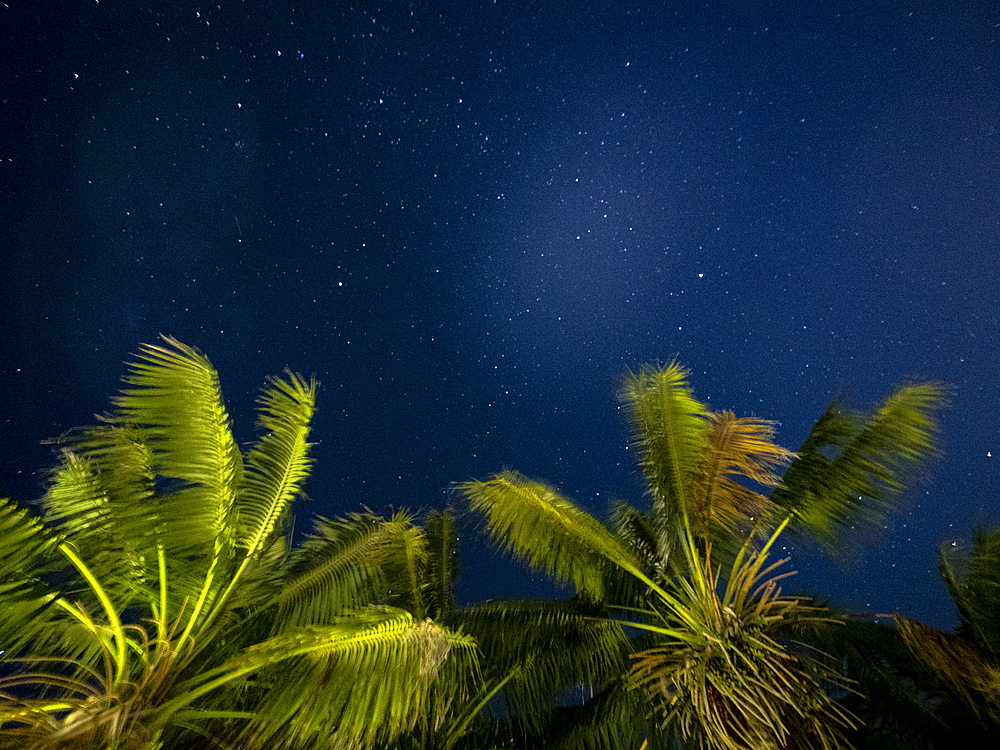 Low angle view of starry sky with palm trees on foreground, Lord Howe Island, New South Wales, Australia