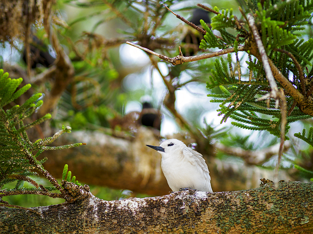 White tern perching on Norfolk pine branch, Lord Howe Island, New South Wales, Australia