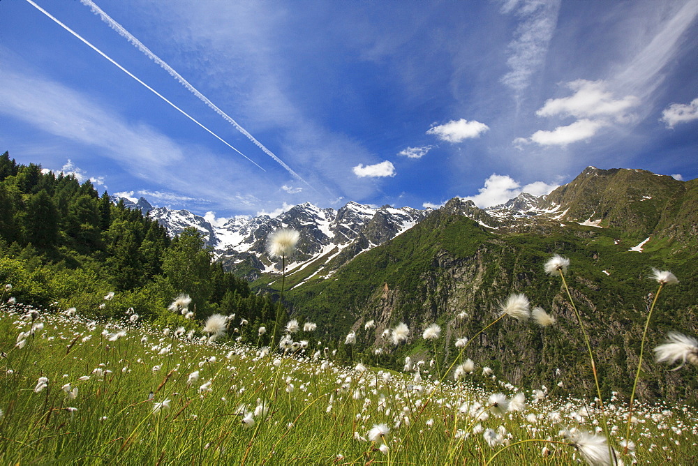 Sunny day on cotton grass surrounded by green meadows, Orobie Alps, Arigna Valley, Sondrio, Valtellina, Lombardy, Italy, Europe