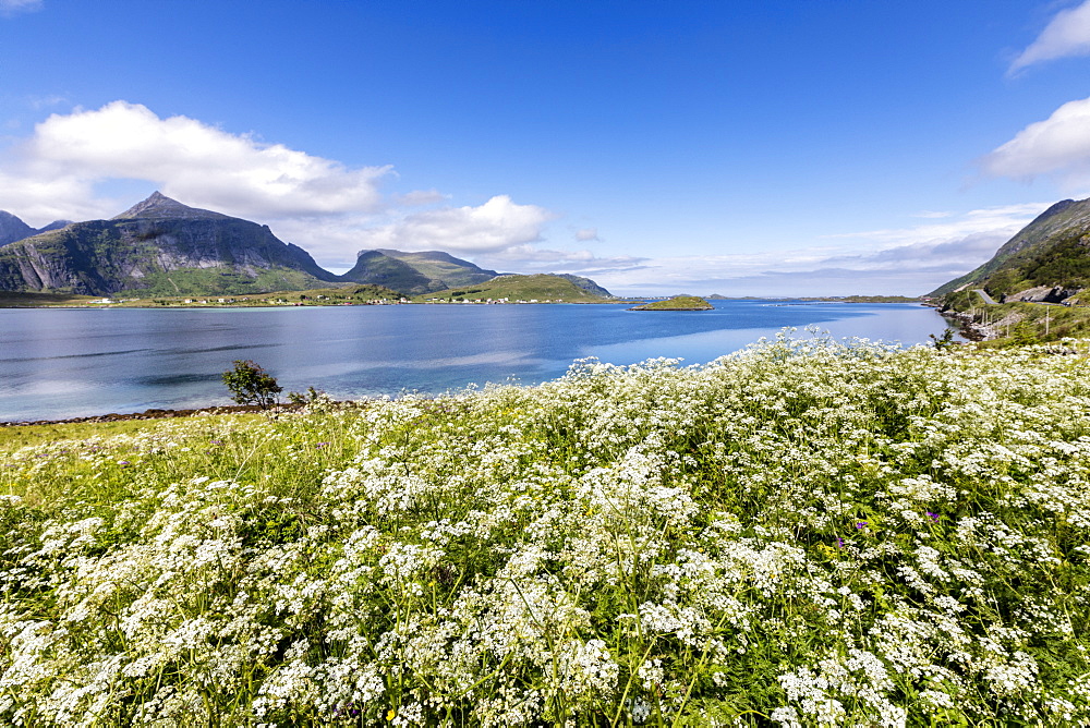 Summer flowers framed by clear water, Fredvang, Flakstad municipality, Nordland county, Lofoten Islands, Artic, Northern Norway, Scandinavia, Europe