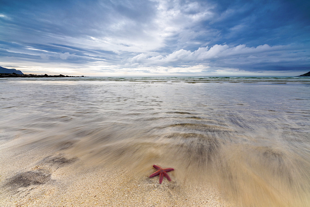 Sea star in the clear water of the fine sandy beach, Skagsanden,  Ramberg, Nordland county, Lofoten Islands, Arctic, Northern Norway, Scandinavia, Europe