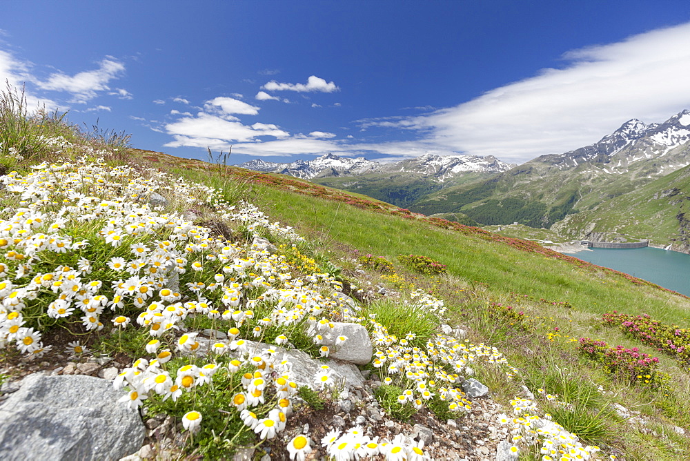 Daisies and green meadows frame the blue water, Montespluga, Chiavenna Valley, Sondrio province, Valtellina, Lombardy, Italy, Europe