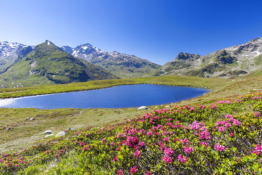 Rhododendrons and blue water of Lake Andossi, Montespluga, Chiavenna Valley, Sondrio province, Valtellina, Lombardy, Italy, Europe