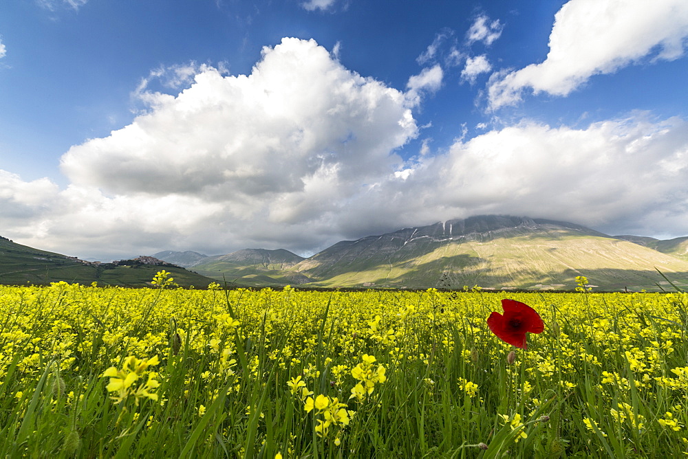 Blooming of yellow flowers and red poppies, Castelluccio di Norcia, Province of Perugia, Umbria, Italy, Europe