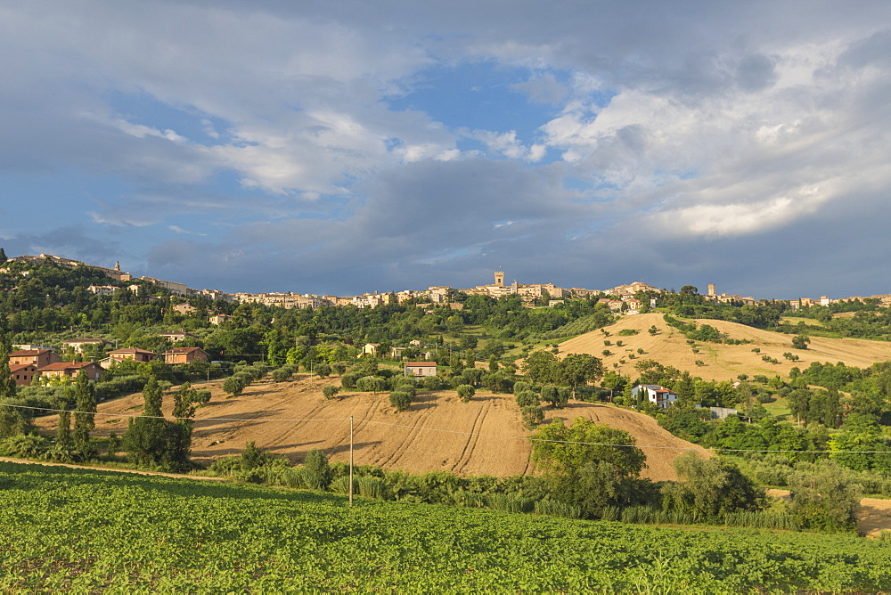 The green fields of countryside around the medieval hill town of Recanati, Province of Macerata, Marche, Italy, Europe