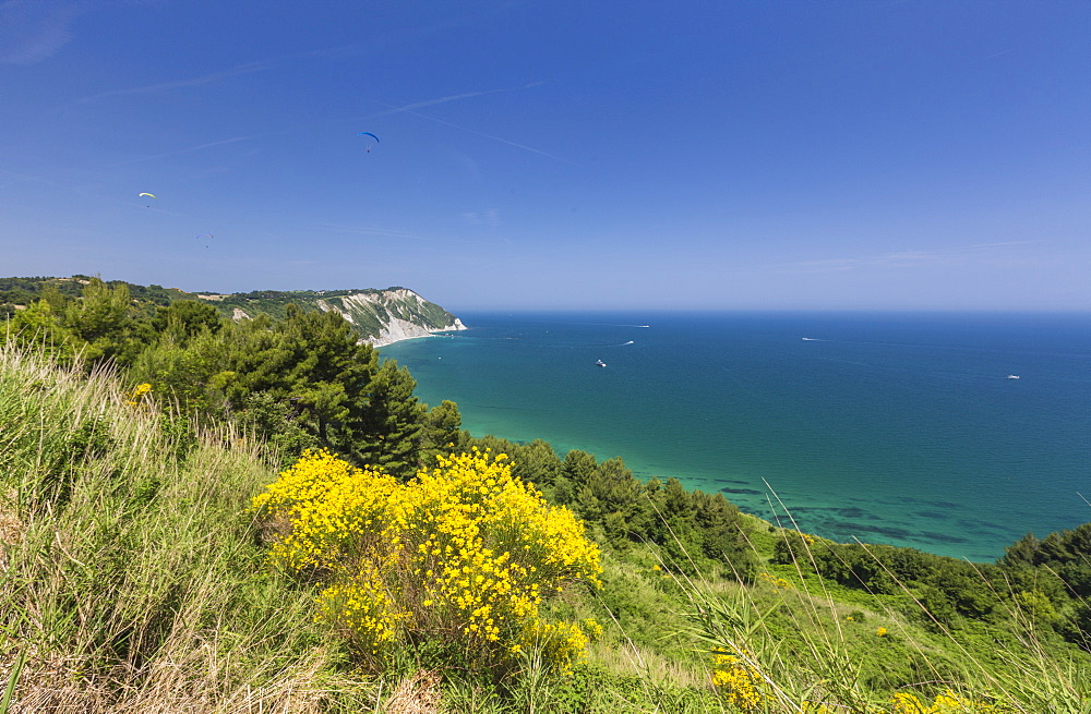 Yellow flowers on the promontory overlooking the turquoise sea, Province of Ancona, Conero Riviera, Marche, Italy, Europe