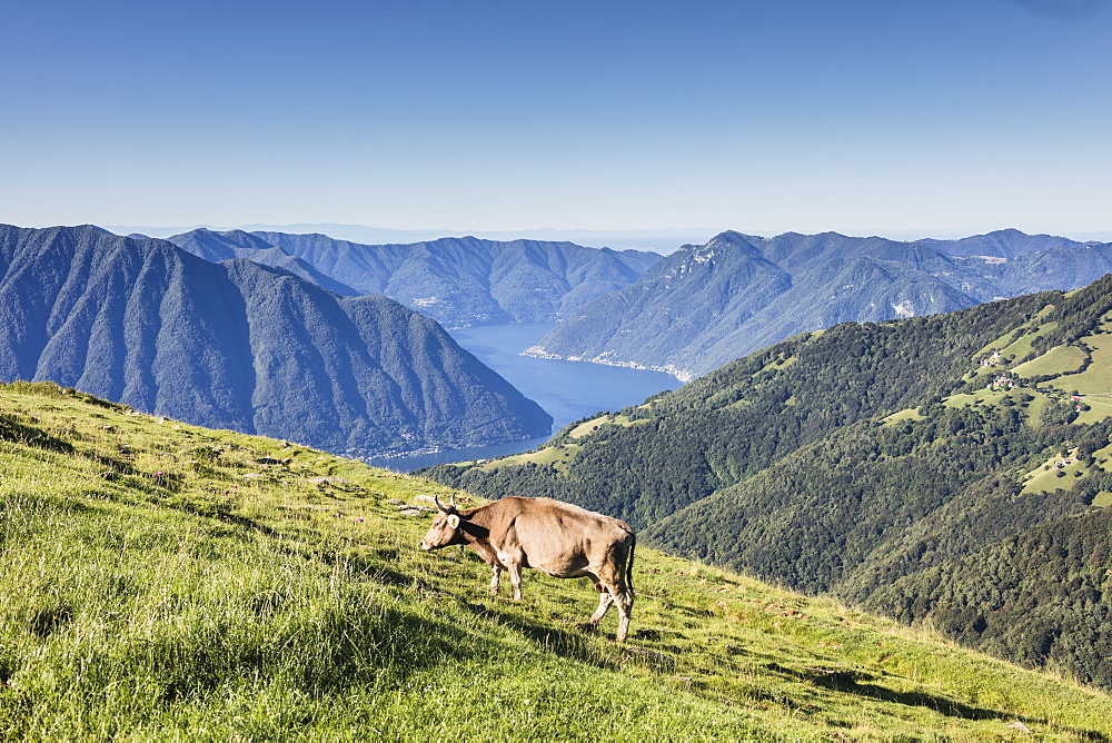 Cow in the green pastures with Lake Como and peaks in the background Gravedona, Province of Como, Italian Lakes, Lombardy, Italy, Europe