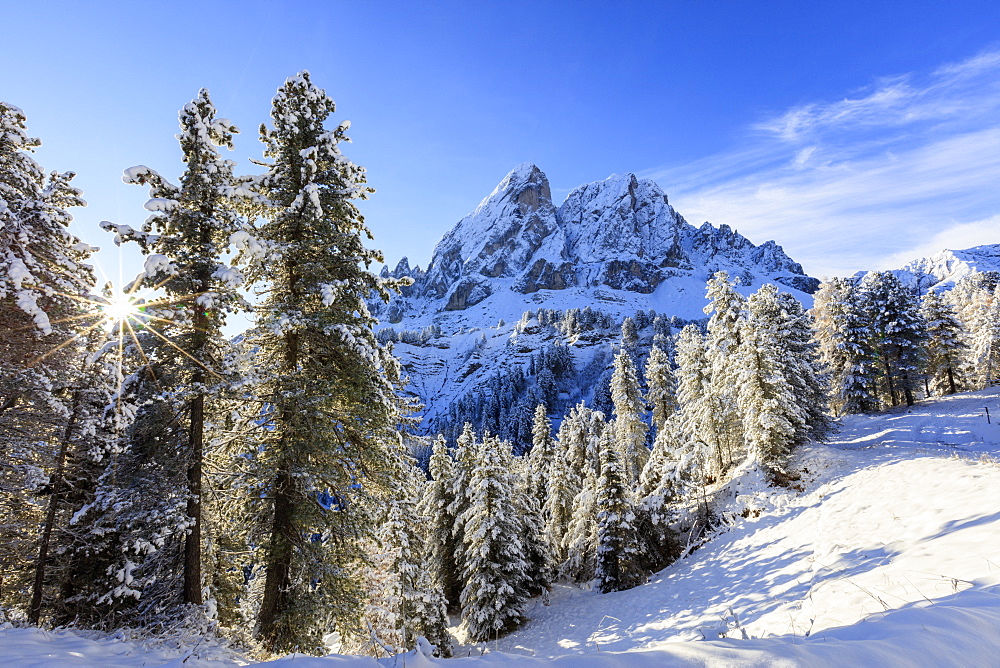 The sun illuminates the snowy trees and Sass De Putia in the background, Passo Delle Erbe, Funes Valley, South Tyrol, Italy, Europe