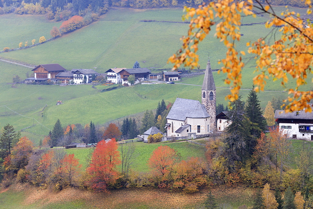 The yellow leaves of a larch frame the alpine church in the fall, St. Magdalena, Funes Valley, South Tyrol, Dolomites, Italy, Europe