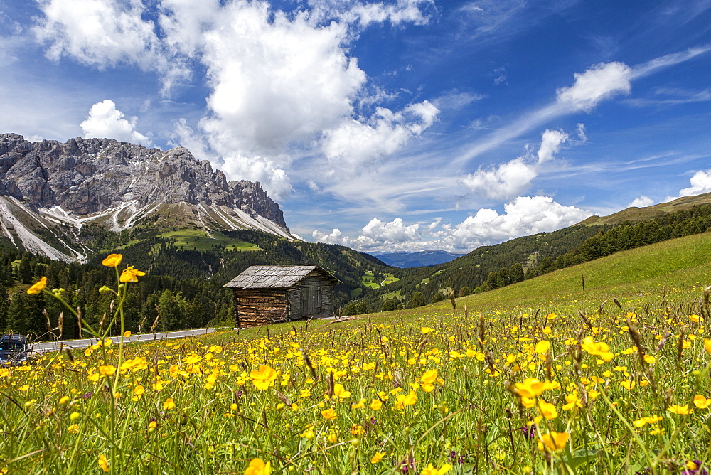 Yellow flowers in spring in the Funes Valley in the Dolomites, South Tyrol, Italy, Europe