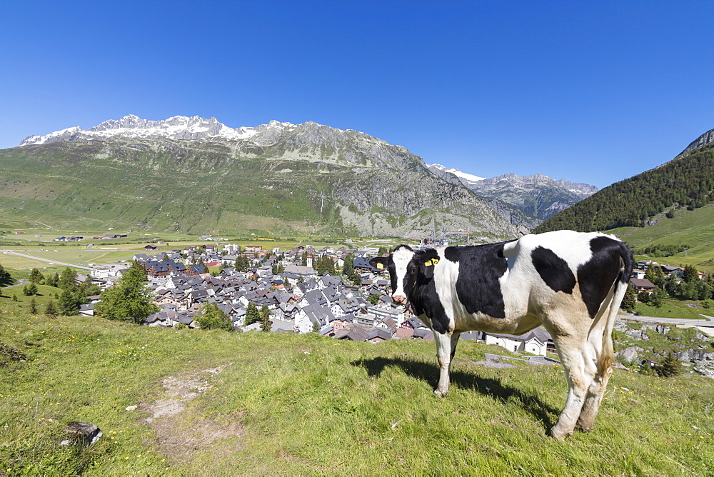 Cow grazing in the green pastures surrounding the alpine village of Andermatt, Canton of Uri, Switzerland, Europe