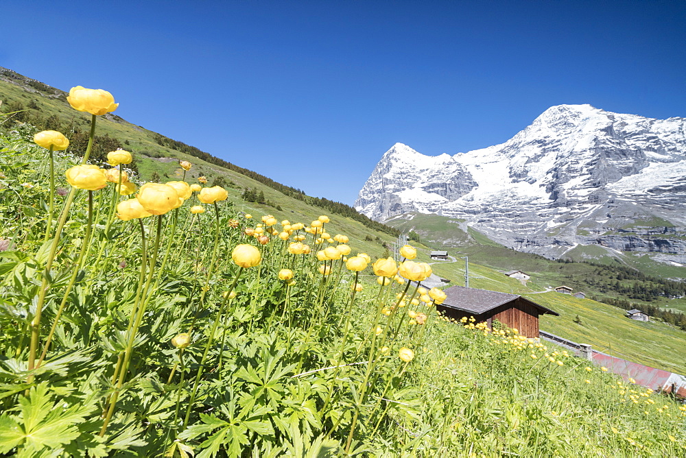 Blooming of yellow flowers framed by green meadows and snowy peaks, Wengen, Bernese Oberland, Canton of Bern, Switzerland, Europe