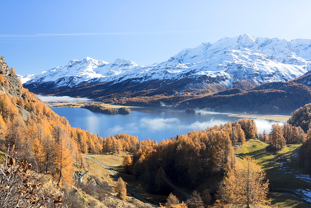 Colorful woods around Lake Sils with snowy peaks in the background, Maloja, Canton of Graubunden, Swiss Alps, Switzerland, Europe