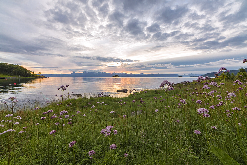 Green meadows and flowers frame the sea under the pink clouds of the midnight sun, Vidrek, Ofotfjorden, Nordland, Norway, Scandinavia, Europe