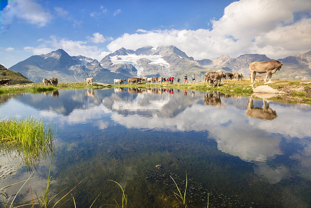 Cows grazing on green pastures surrounding the alpine lake, Val Bugliet, Canton of Graubunden, Engadine, Switzerland, Europe