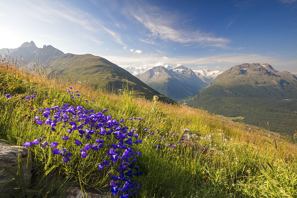 Green meadows and flowers frame the high peaks, Muottas Muragl, Samedan, Canton of Graubunden, Engadine, Switzerland, Europe