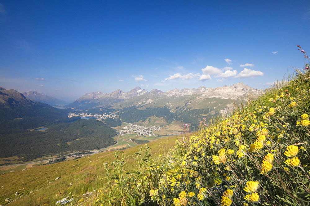 Green meadows and flowers frame the high peaks, Muottas Muragl, Samedan, Canton of Graubunden, Engadine, Switzerland, Europe