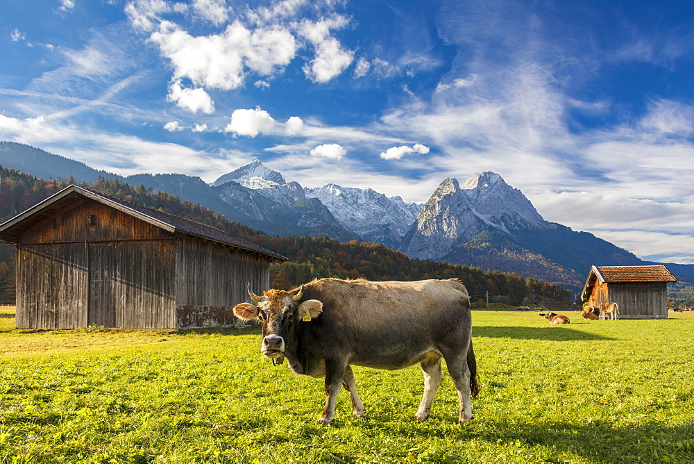 Cow in the green pastures framed by the high peaks of the Alps, Garmisch Partenkirchen, Upper Bavaria, Germany, Europe