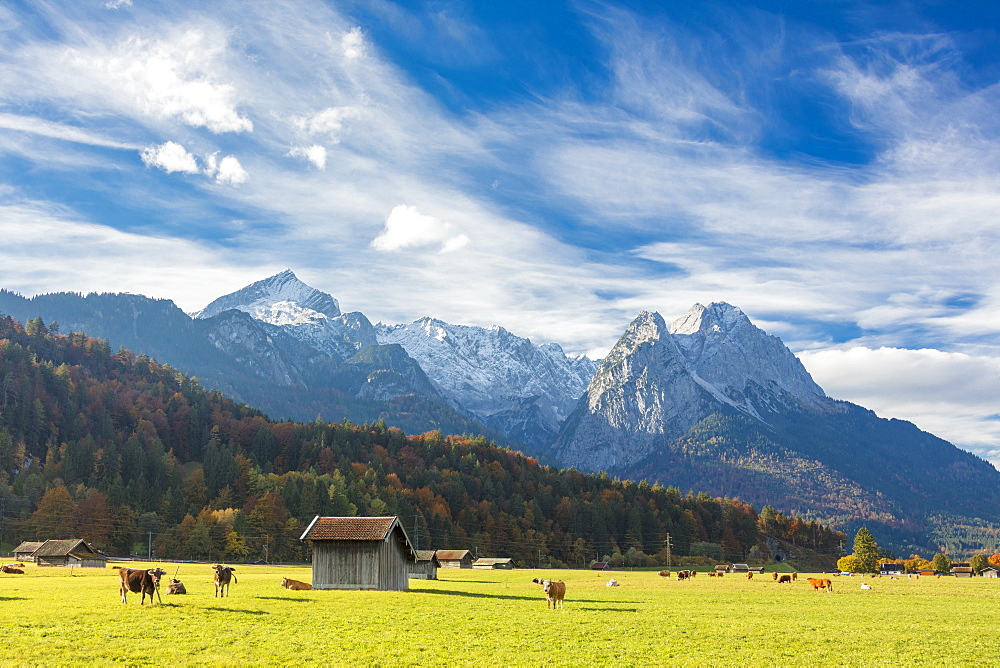 Cows in the green pastures framed by the high peaks of the Alps, Garmisch Partenkirchen, Upper Bavaria, Germany, Europe